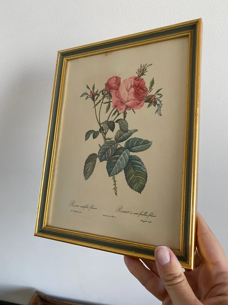 Lithographies Redouté encadrées