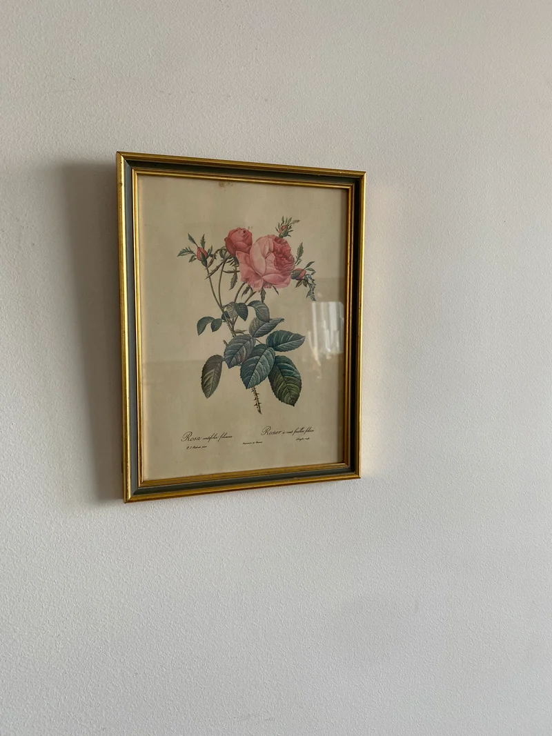Lithographies Redouté encadrées