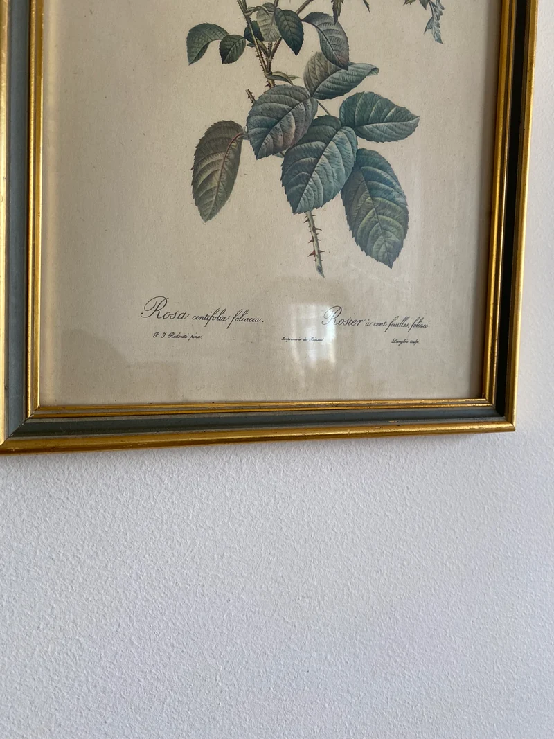 Lithographies Redouté encadrées