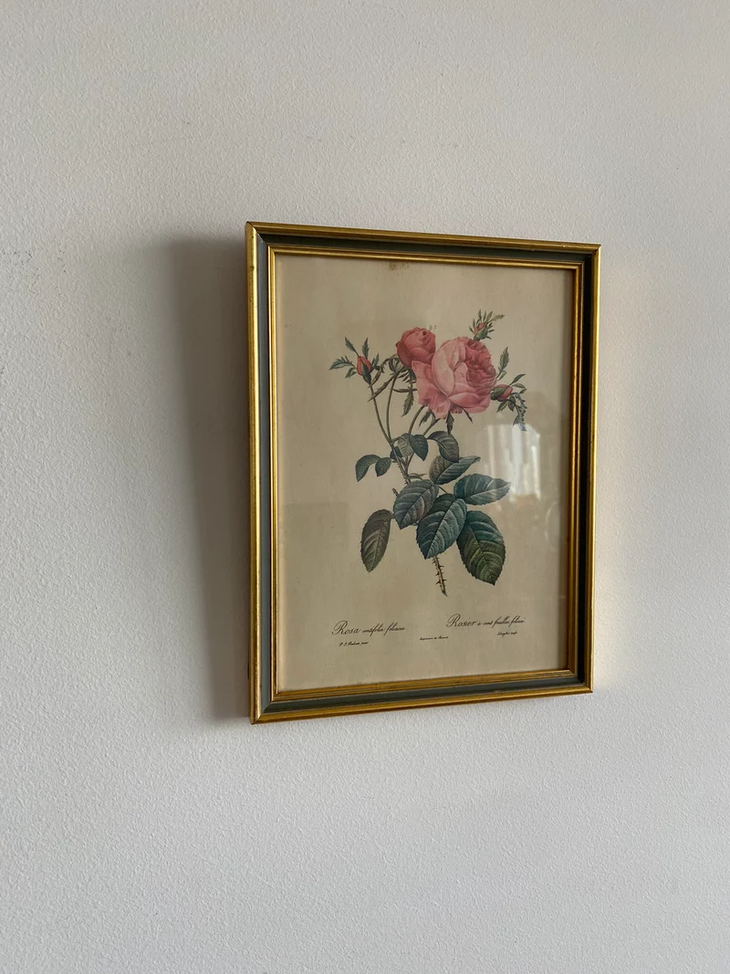 Lithographies Redouté encadrées