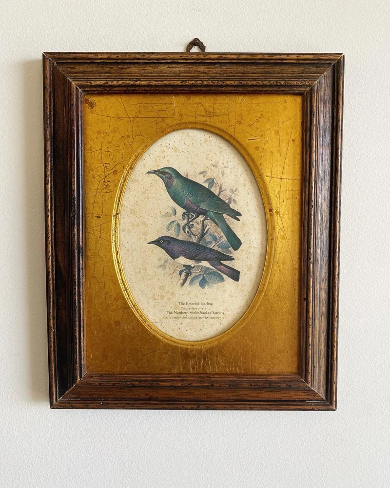 Cadres bois et or avec petites lithographies oiseaux