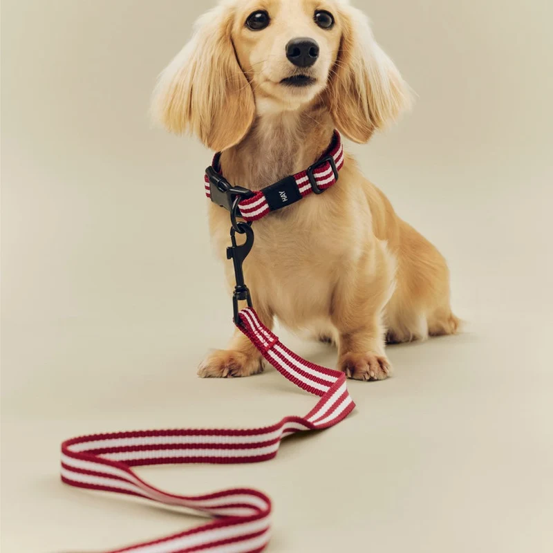 Hay Dogs Leash
