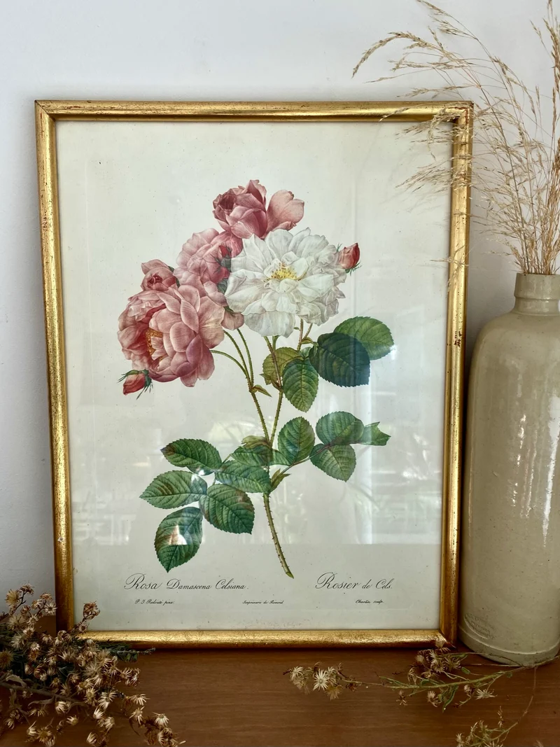 Lithographie Redouté - Rosier de Cels