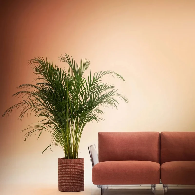 Kartell Kleo Cachepot